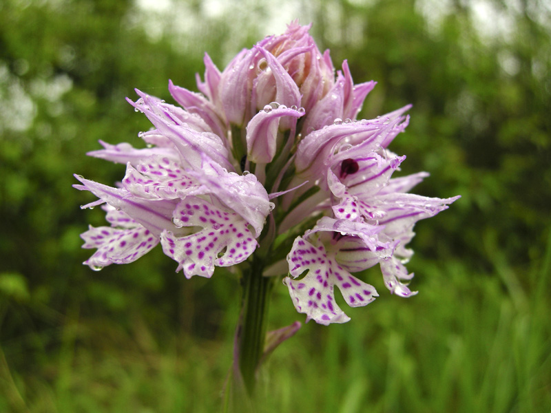 Orchidee del Chianti 2009